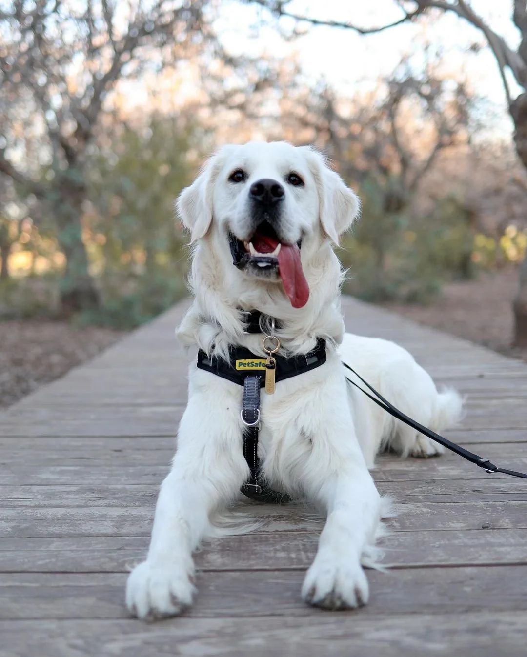PetSafe Comfort Harness